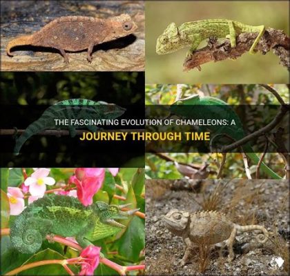 ¿Elexplained by a mischievous chameleon? Un viaje épico a través de la sabiduría animal en Sudáfrica